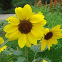 Helianthus annuus 'Golden Edge' (2)